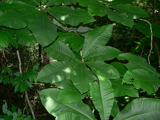 {Magnolia tripetala}